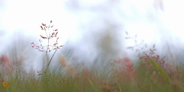 Красная солома — стоковое фото