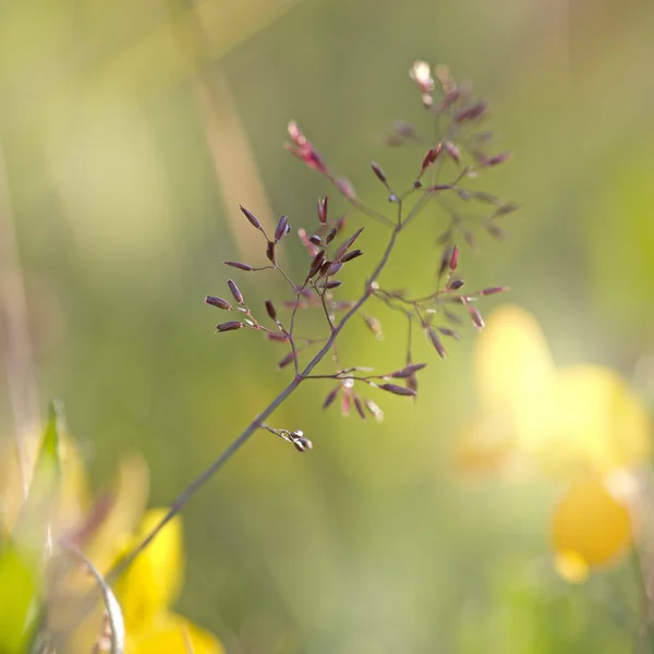 Kırmızı saman — Stok fotoğraf