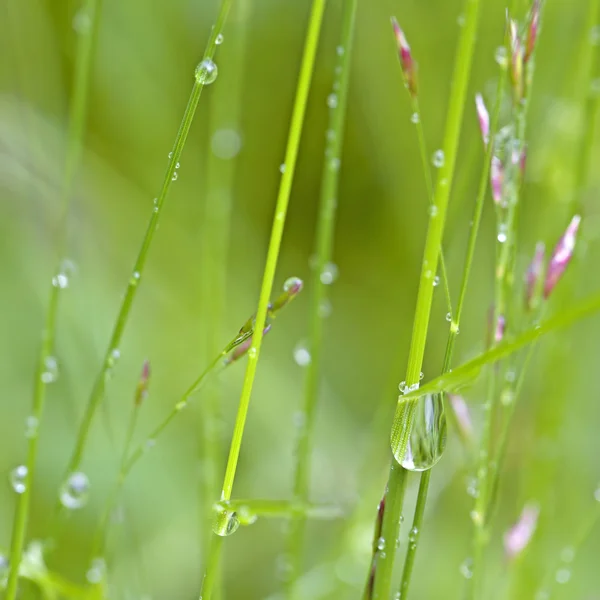 stock image Dew Drops