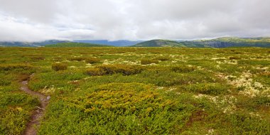 Rondane Norveç