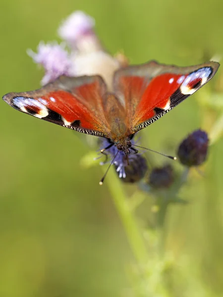 Европейская павлинья бабочка — стоковое фото