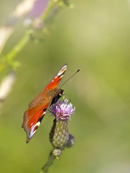 Avrupa tavuskuşu kelebek — Stok fotoğraf