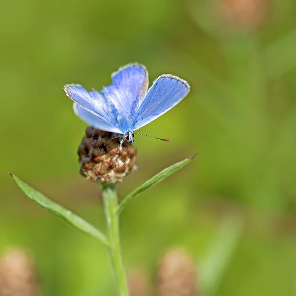Vanlig blå fjäril — Stockfoto