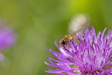 hoverfly knapweed üzerinde