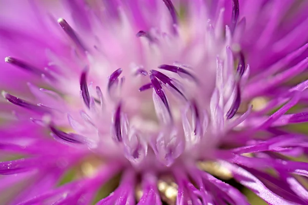 stock image Brown ray knapweed