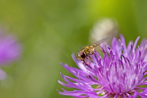 Hoverfly on knapweed — Stock Photo, Image
