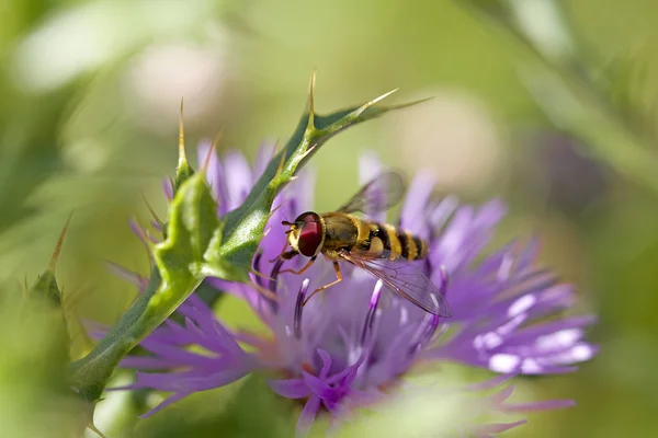 Hoverfly on knapweed — Stock Photo, Image