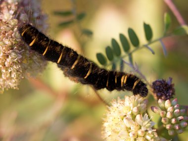 Fox güve larva