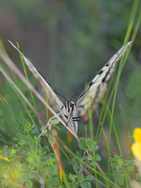Swallowtail метелик — стокове фото