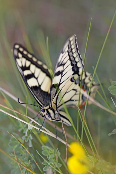 Nyelőfarkú pillangó — Stock Fotó