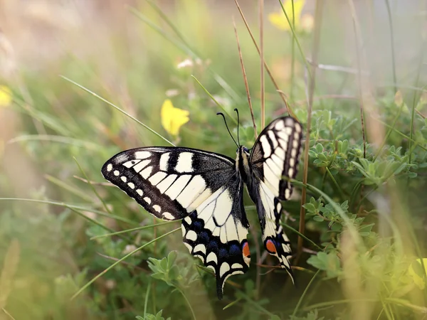 Farfalla coda di rondine — Foto Stock