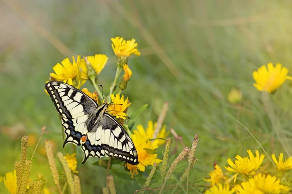 흰 꼬리 나비 — 스톡 사진
