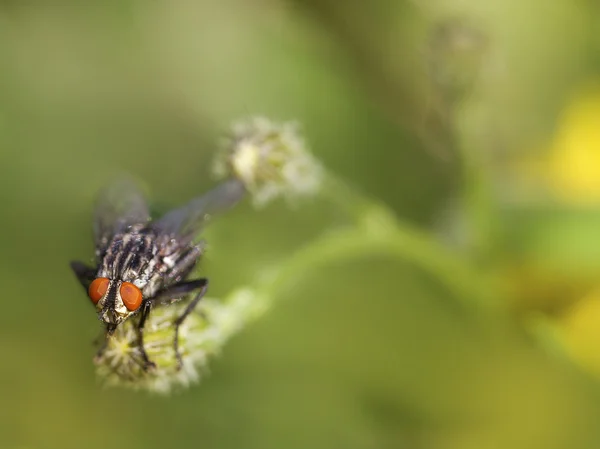 Fly in the meadow — Stock Photo, Image