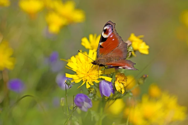 European peacock butterfly — Stock Photo, Image