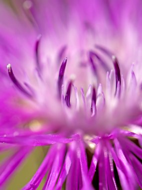 kahverengi ray knapweed