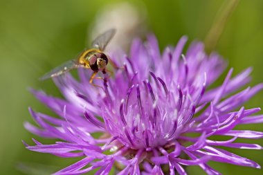 hoverfly knapweed üzerinde