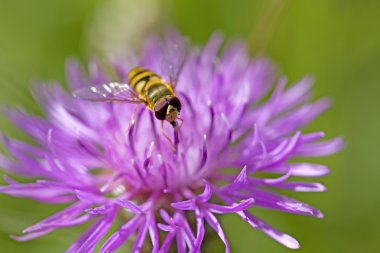 Hoverfly on knapweed clipart