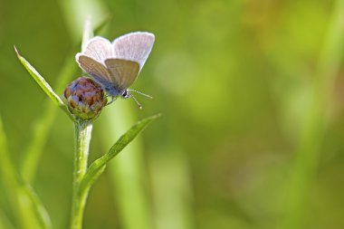 Common blue butterfly clipart