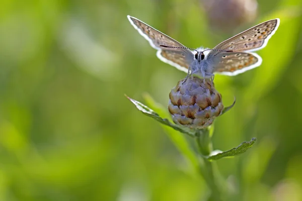 Sıradan mavi kelebek — Stok fotoğraf