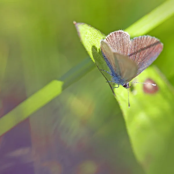 Mariposa azul común — Foto de Stock