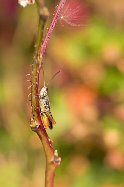 Grasshopper on a straw — Stock Photo, Image