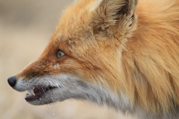 Portrét podráždění fox — Stock fotografie
