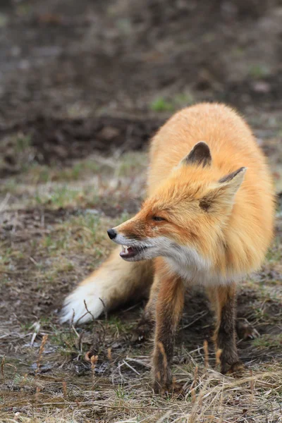 Spring fox — Stock Photo, Image