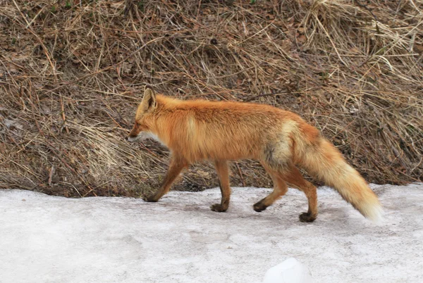 狐狸在雪地里 — 图库照片