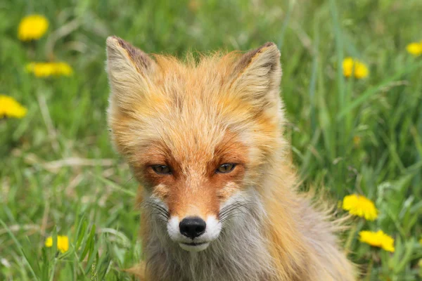 Smart fox in dandelions — Stock Photo, Image