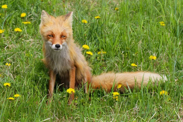 Fox a pampelišky — Stock fotografie