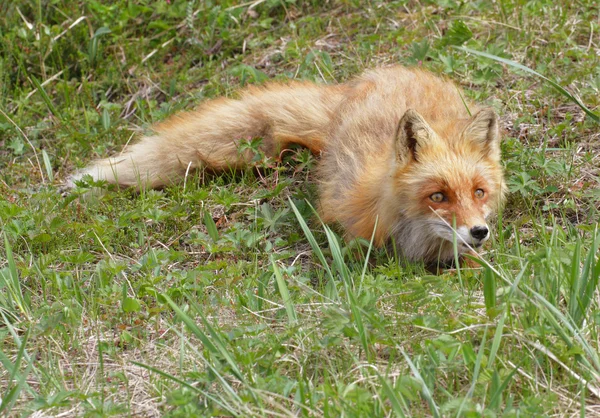 Fox hid — Stock Photo, Image