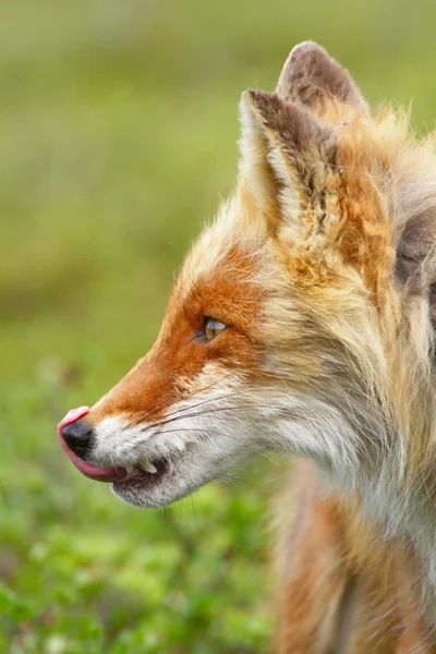 Portrait of a fox licked — Stock Photo, Image