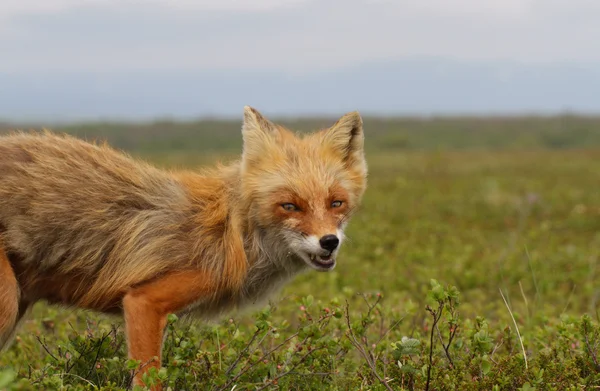 Раздражительная лиса — стоковое фото