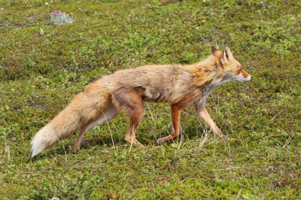 Raposa em tundra — Fotografia de Stock