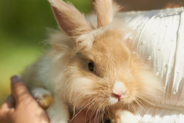 Drží dekorační roztomilý králíček sedící — Stock fotografie