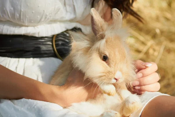 Holding cute decorative bunny sitting — Stock Photo, Image