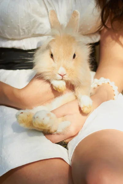 Проводя милый декоративный кролик сидя — стоковое фото