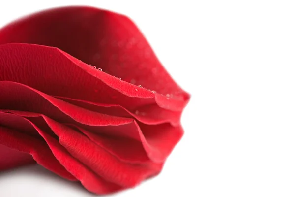 Rose petals — Stock Photo, Image