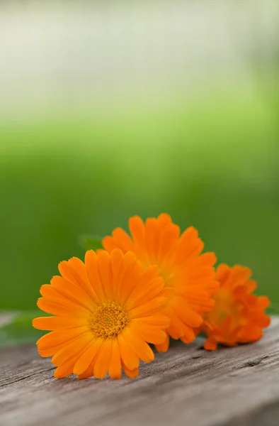 Closeup λουλούδια Καλέντουλα — Φωτογραφία Αρχείου