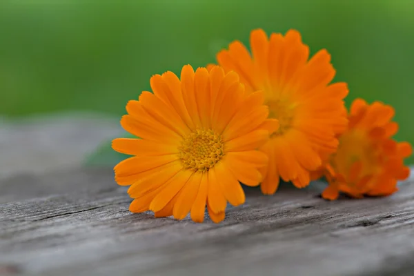 クローズ アップ キンセンカの花 — ストック写真