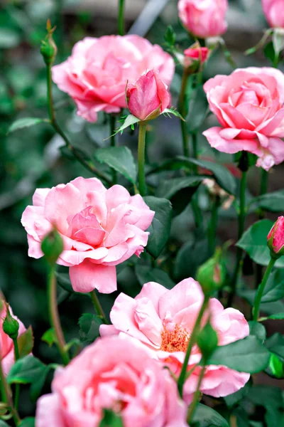 Όμορφα ροζ τριαντάφυλλα — Φωτογραφία Αρχείου