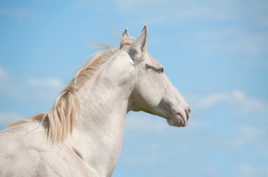 Horse and sky clipart