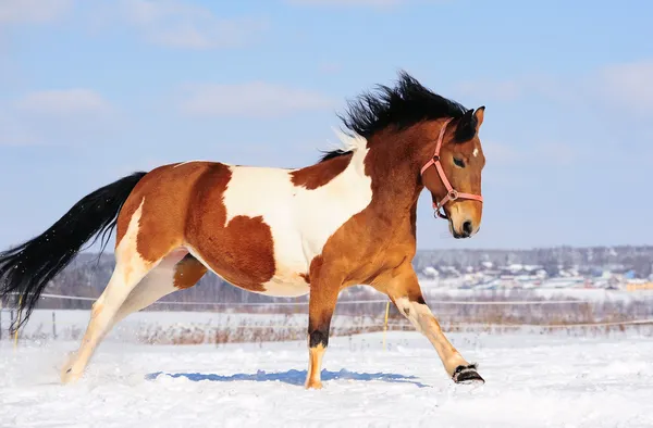 Cavalo pinto — Fotografia de Stock