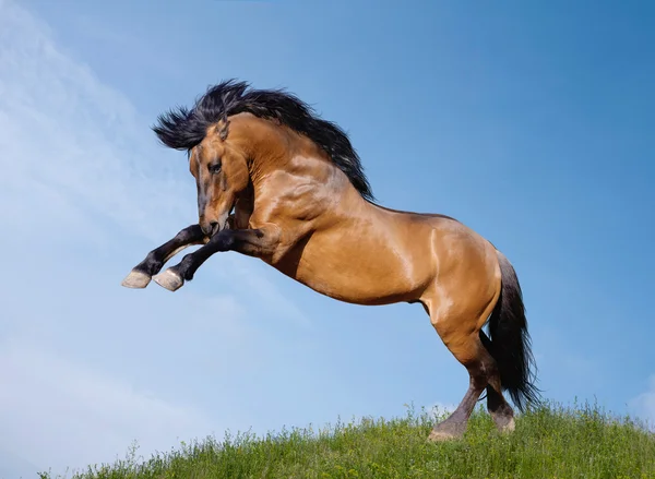 野生の種馬 — ストック写真