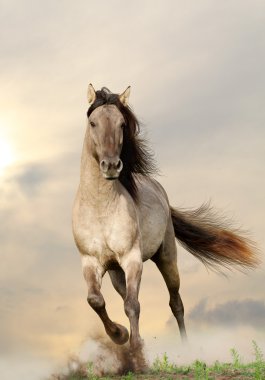 Wild stallion clipart