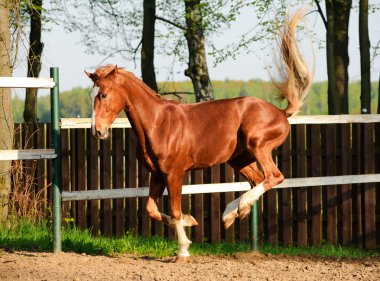 Horse playing in paddock clipart
