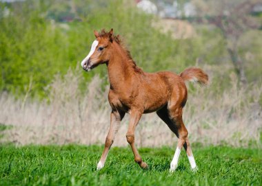 Pony foal clipart