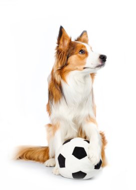 Football dog clipart