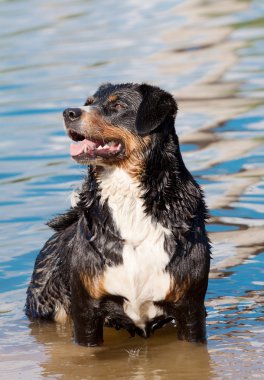 Appenzeller dog in water clipart