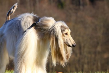 White afghan hound clipart